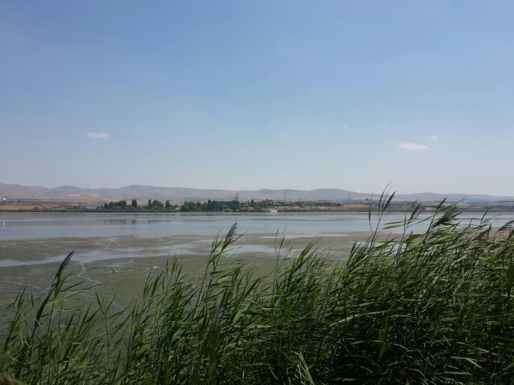 a body of water surrounded by tall grass, les nabis, city in the distance, eytan zana, background image, soft shade