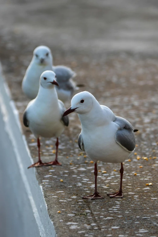 a group of seagulls standing next to each other, pexels contest winner, arabesque, skeptical expression, australia, three animals, sidewalk