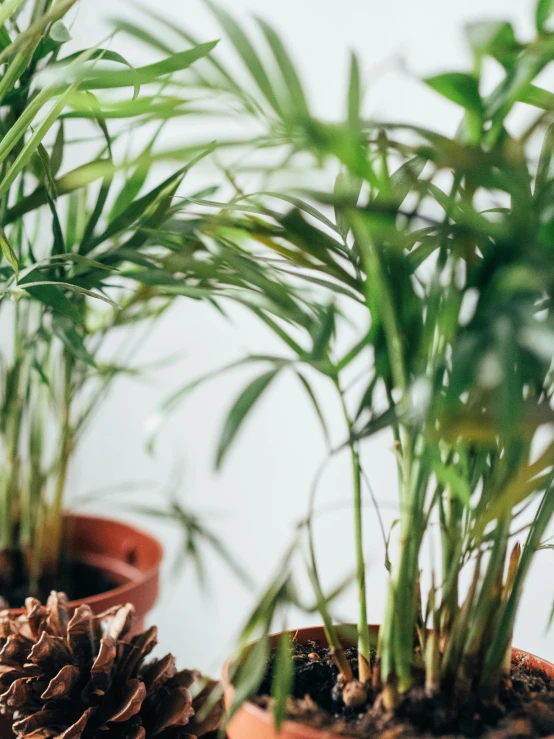 a couple of potted plants sitting on top of a table, trending on unsplash, close up shot from the side, multiple stories, full frame image, fronds