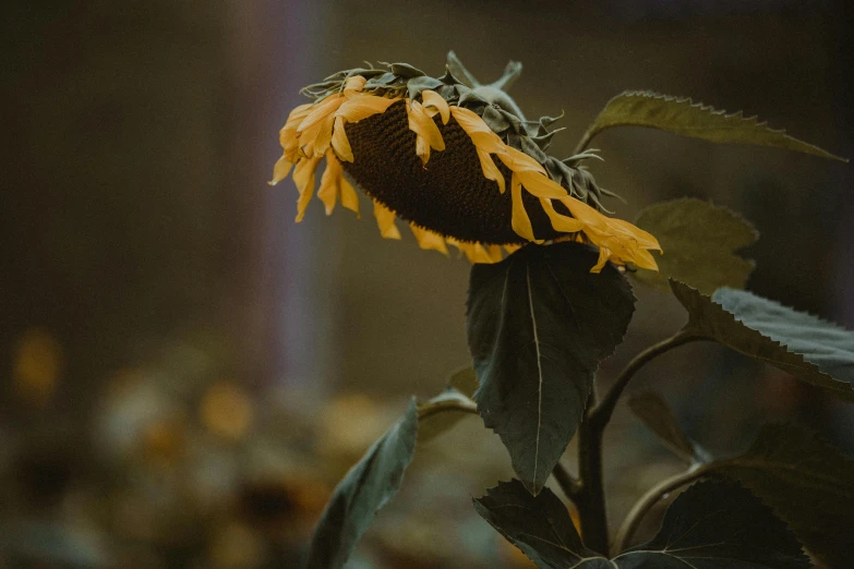 a close up of a sunflower with a blurry background, inspired by Elsa Bleda, pexels contest winner, renaissance, photographed on damaged film, brown, alessio albi, instagram post