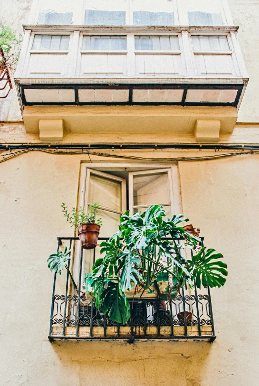 a balcony with potted plants and a window, by Andrée Ruellan, pexels contest winner, art nouveau, monstera deliciosa, madrid, tall entry, exterior view