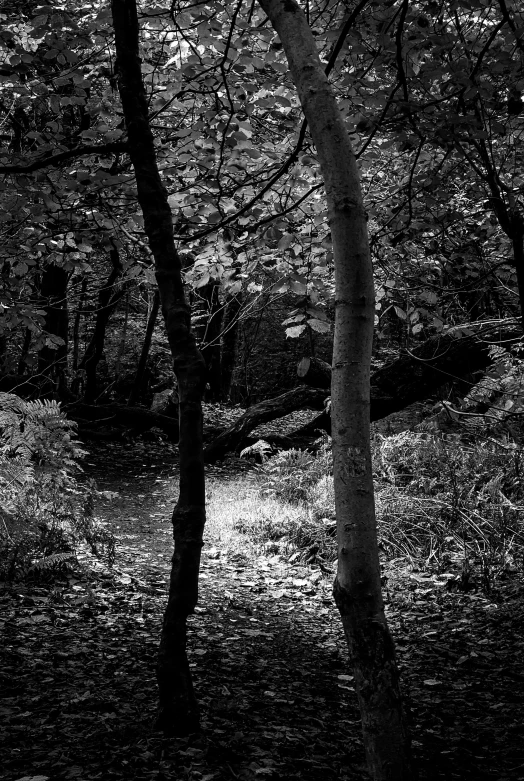 a black and white photo of a path in the woods, inspired by Peter Basch, ✨🕌🌙, andrew tate, late summer evening, black forest