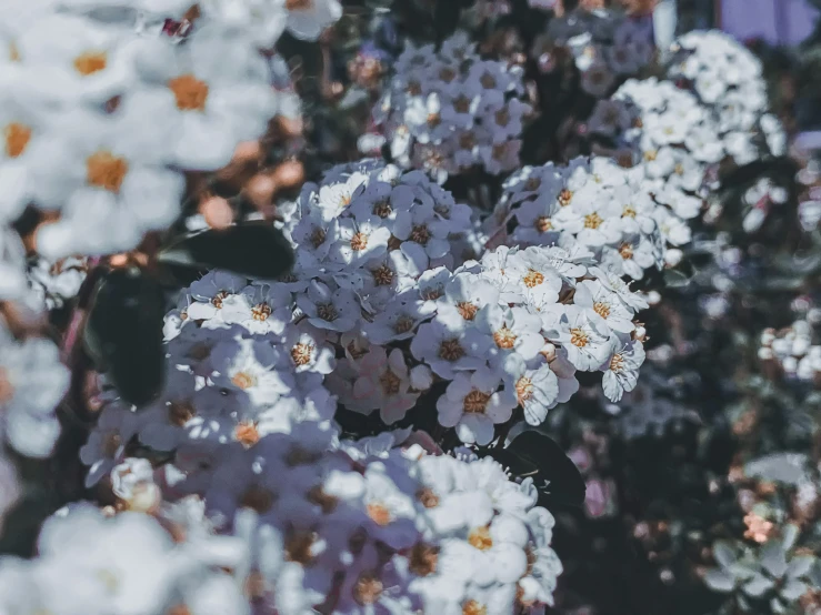 a close up of a bunch of white flowers, an album cover, unsplash, aestheticism, background image, 4 k hd wallpapear, trees and flowers, many mech flowers