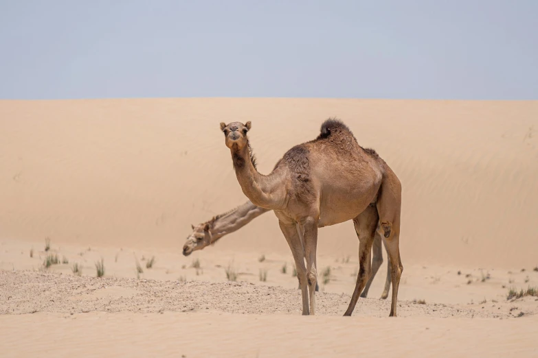 a camel standing in the middle of a desert, by Peter Churcher, pexels contest winner, arabesque, animals mating, plain background, young female, humid