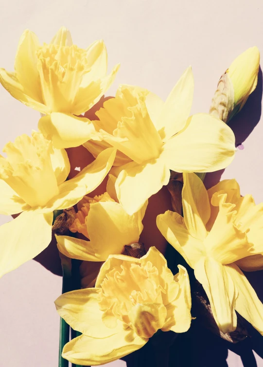 a vase filled with yellow flowers on top of a table, an album cover, overexposed sunlight, daffodils, dark. no text, vanilla