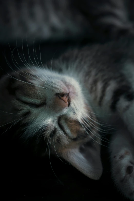 a close up of a cat sleeping on a couch, by Matija Jama, pexels contest winner, macro face shot, night time, gif, soft light - n 9