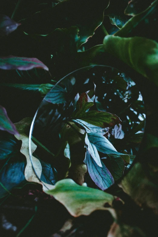 a glass ball sitting on top of a lush green plant, inspired by Elsa Bleda, unsplash contest winner, smooth transparent visor, bold moody colors, looking into a mirror, magnolia leaves and stems