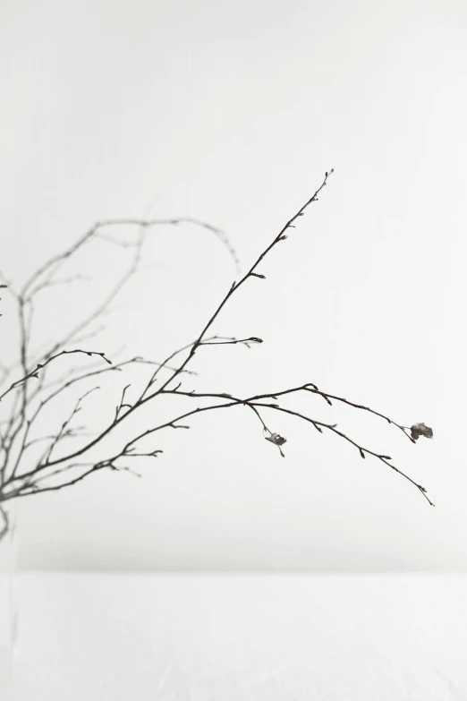 a vase with some branches in it on a table, by Shigeru Aoki, unsplash, minimalism, on white paper, in winter, detail, seeds