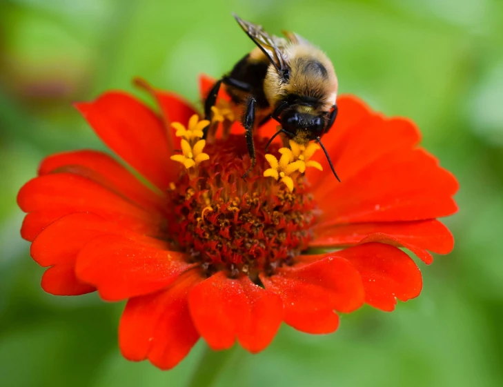 a bee sitting on top of a red flower, orange and black, yellows and reddish black, thumbnail, a high angle shot