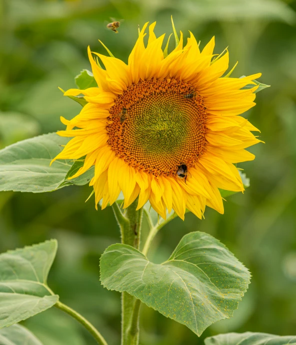 a close up of a sunflower with a bee on it, small bees following the leader, no cropping, photograph