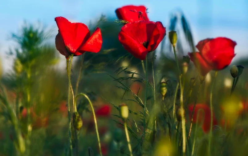 a group of red poppies sitting on top of a lush green field, paul barson, avatar image