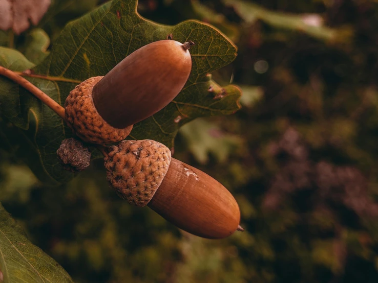 a close up of two acorns on a tree branch, by Julia Pishtar, trending on pexels, hurufiyya, cone shaped, high quality product image”, brown, oak