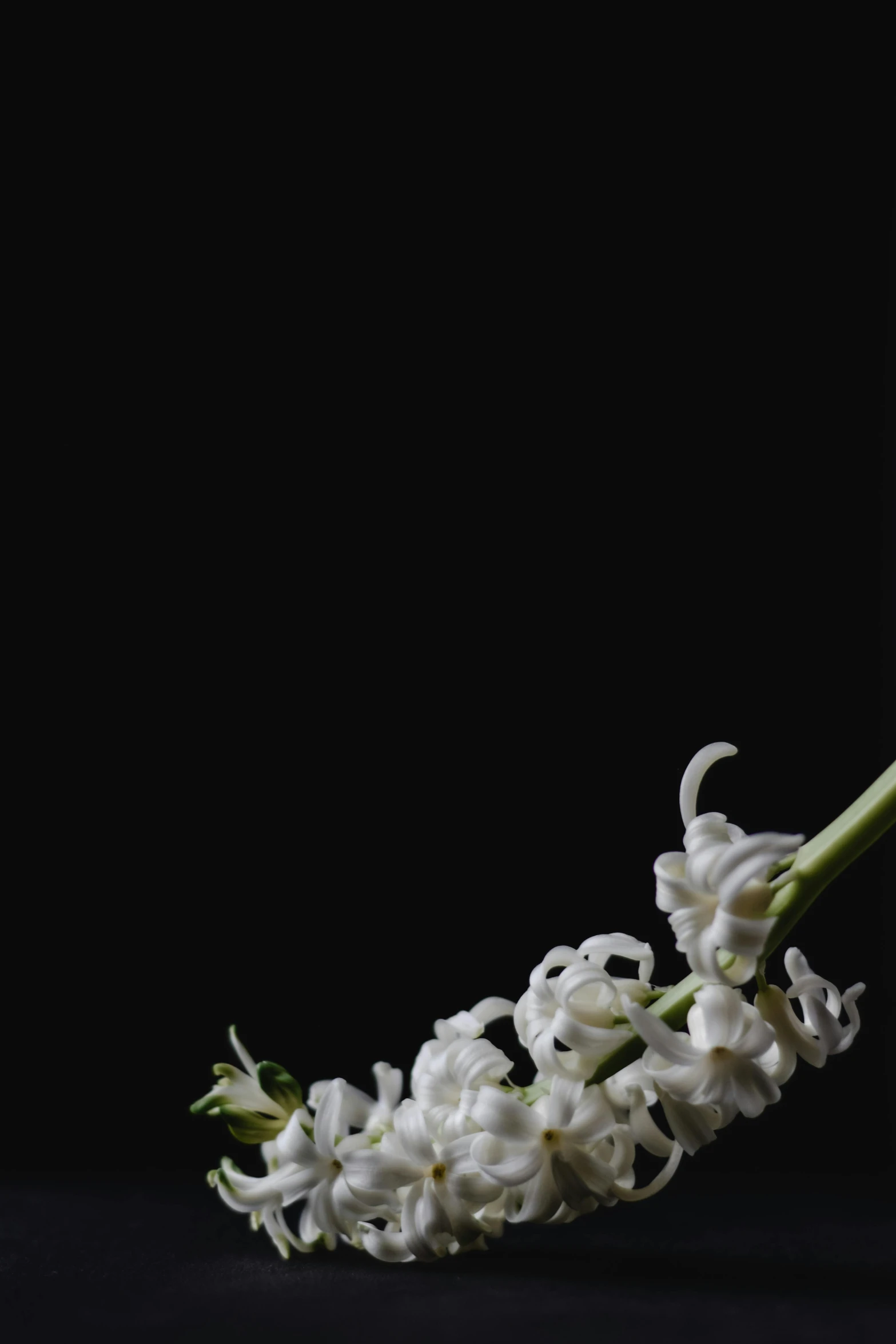 a vase filled with white flowers on top of a table, an album cover, inspired by Robert Mapplethorpe, unsplash, photorealism, hyacinth, against a deep black background, ignant, serge lutens