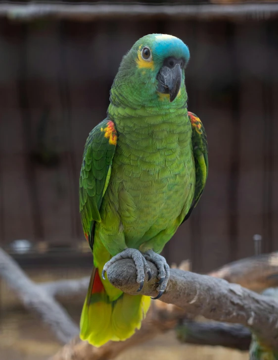 a green parrot sitting on top of a tree branch, posing for a picture, in the zoo exhibit, malika favre, slightly smiling