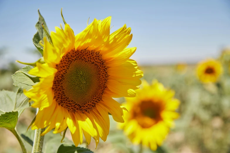 a field of sunflowers with a blue sky in the background, a picture, close up photograph, portrait mode photo, ayne haag, two suns