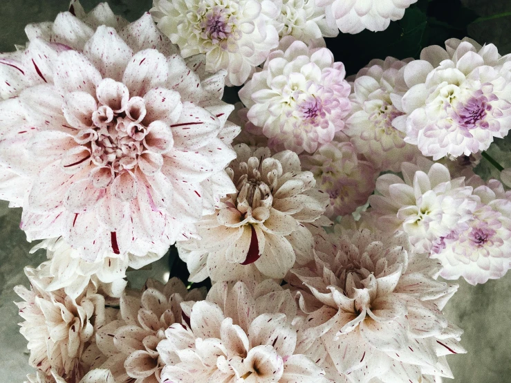 a vase filled with white and pink flowers, a stipple, by Carey Morris, unsplash, baroque, dahlias, natural muted tones, piled around, various sizes