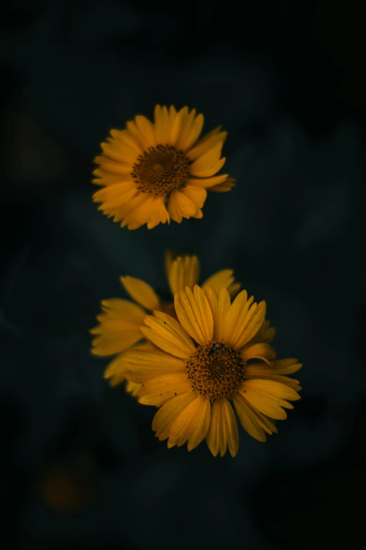 two yellow flowers on a dark background, inspired by Elsa Bleda, unsplash contest winner, medium format, portrait mode photo, color image