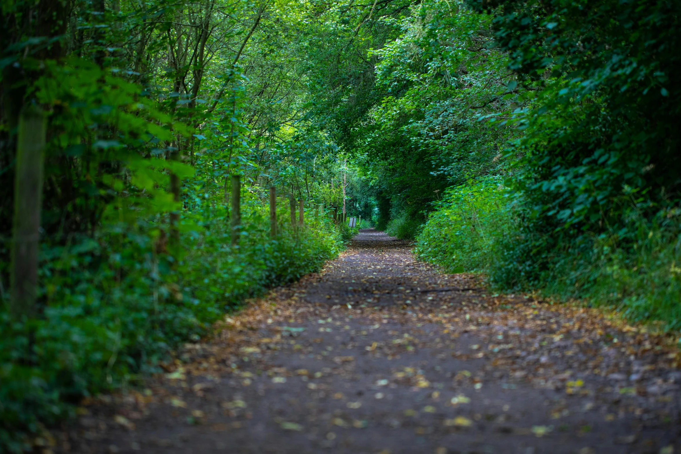 a path in the middle of a lush green forest, by Julian Allen, unsplash, realism, fan favorite, shot on sony alpha dslr-a300, beginning of autumn, urban surroundings