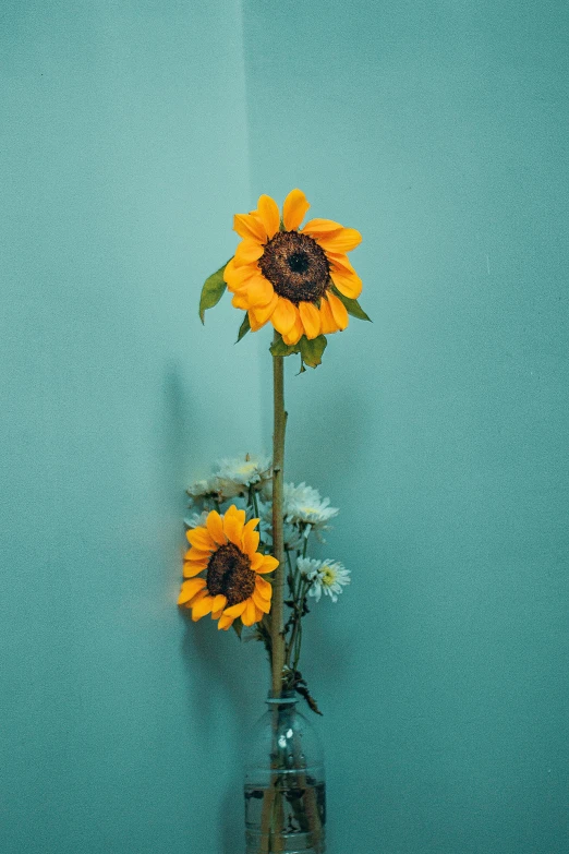 two sunflowers in a glass vase against a blue wall, unsplash, slide show, high resolution, bouquet, various posed