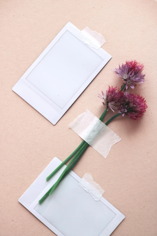 a flower sitting on top of a piece of paper, square pictureframes, silicone skin, overview, tape