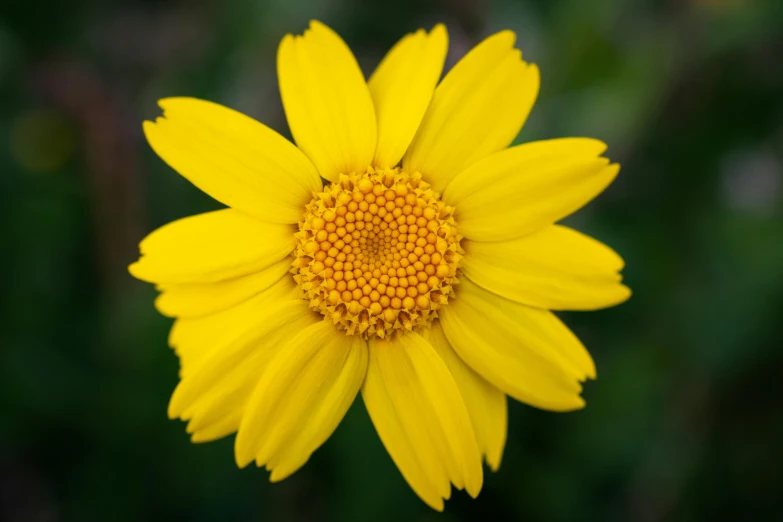a yellow flower sitting on top of a lush green field, paul barson, close-up product photo, yellow pupils, pyromallis rene maritte