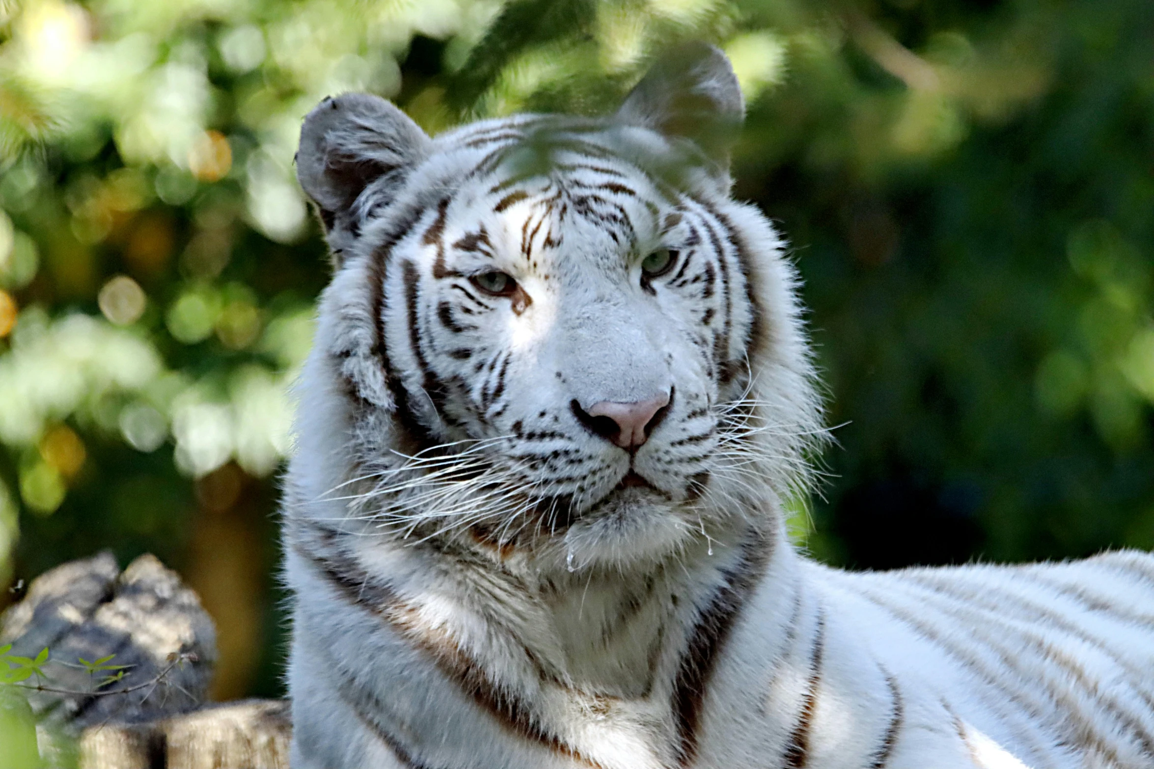 a close up of a white tiger laying down, pexels contest winner, 🦩🪐🐞👩🏻🦳, avatar image