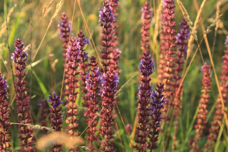 a bunch of purple flowers in a field, renaissance, red grass, blue and purple colour scheme, in salvia divinorum, bullrushes