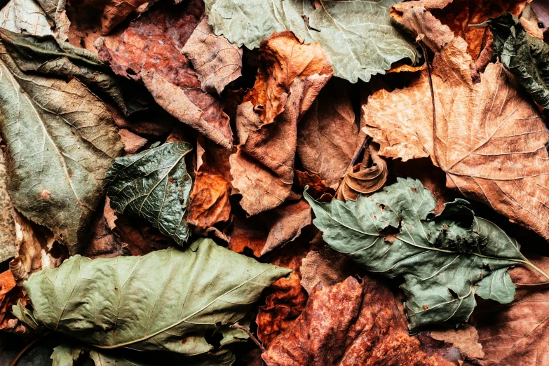 a bunch of leaves that are laying on the ground, by Emma Andijewska, trending on unsplash, visual art, green and brown color palette, thumbnail, hyper - detailed color photo, mixed