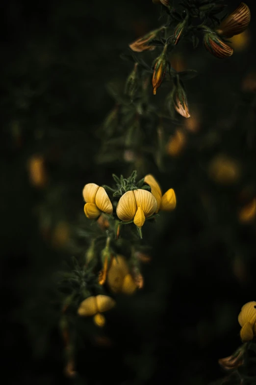 a bunch of yellow flowers sitting on top of a tree, inspired by Elsa Bleda, unsplash contest winner, baroque, pods, in the evening, manuka, after rain