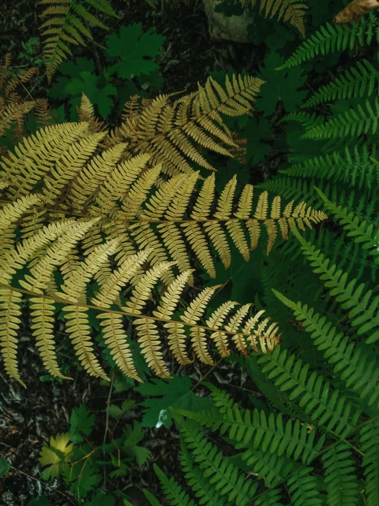 a close up of a fern plant on the ground, an album cover, shades of gold display naturally, shishkin, ignant, leaked image