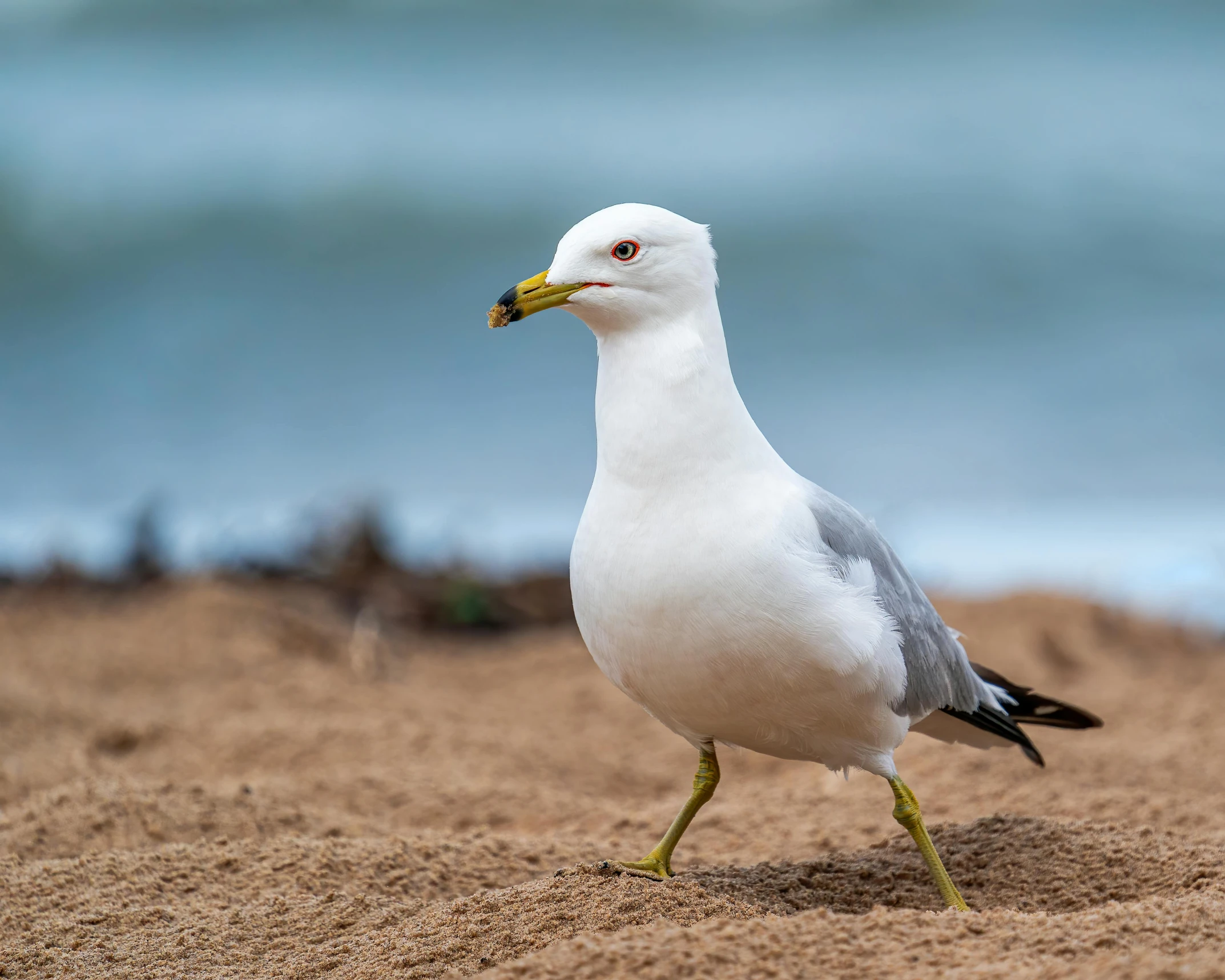 a white bird standing on top of a sandy beach, posing for the camera