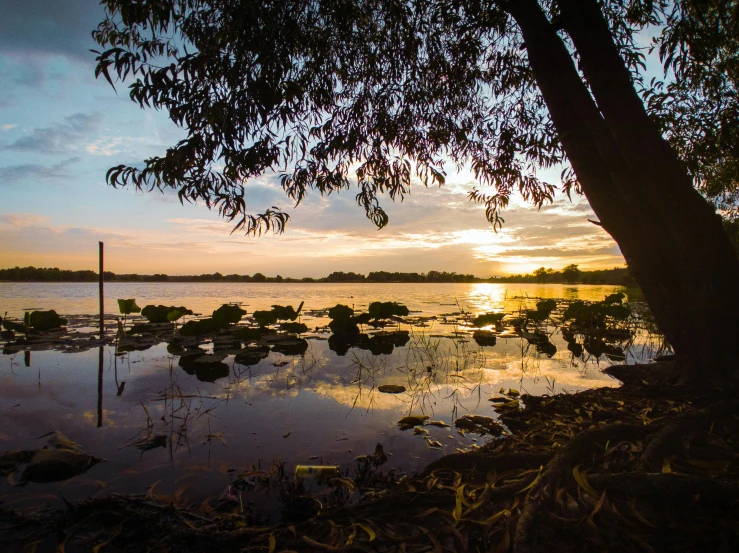 a tree that is next to a body of water, unsplash, hurufiyya, cambodia, sunset panorama, avatar image