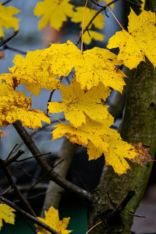 a bunch of yellow leaves sitting on top of a tree, slide show