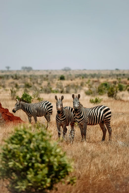 a herd of zebra standing on top of a dry grass covered field