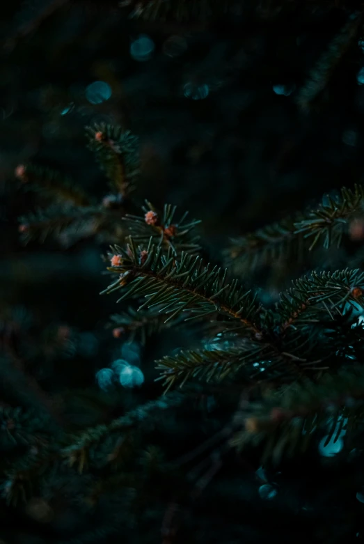 a christmas ornament hanging from a christmas tree, a picture, by Jacob Kainen, unsplash contest winner, hurufiyya, at evening during rain, dark green, 🌲🌌, full frame image