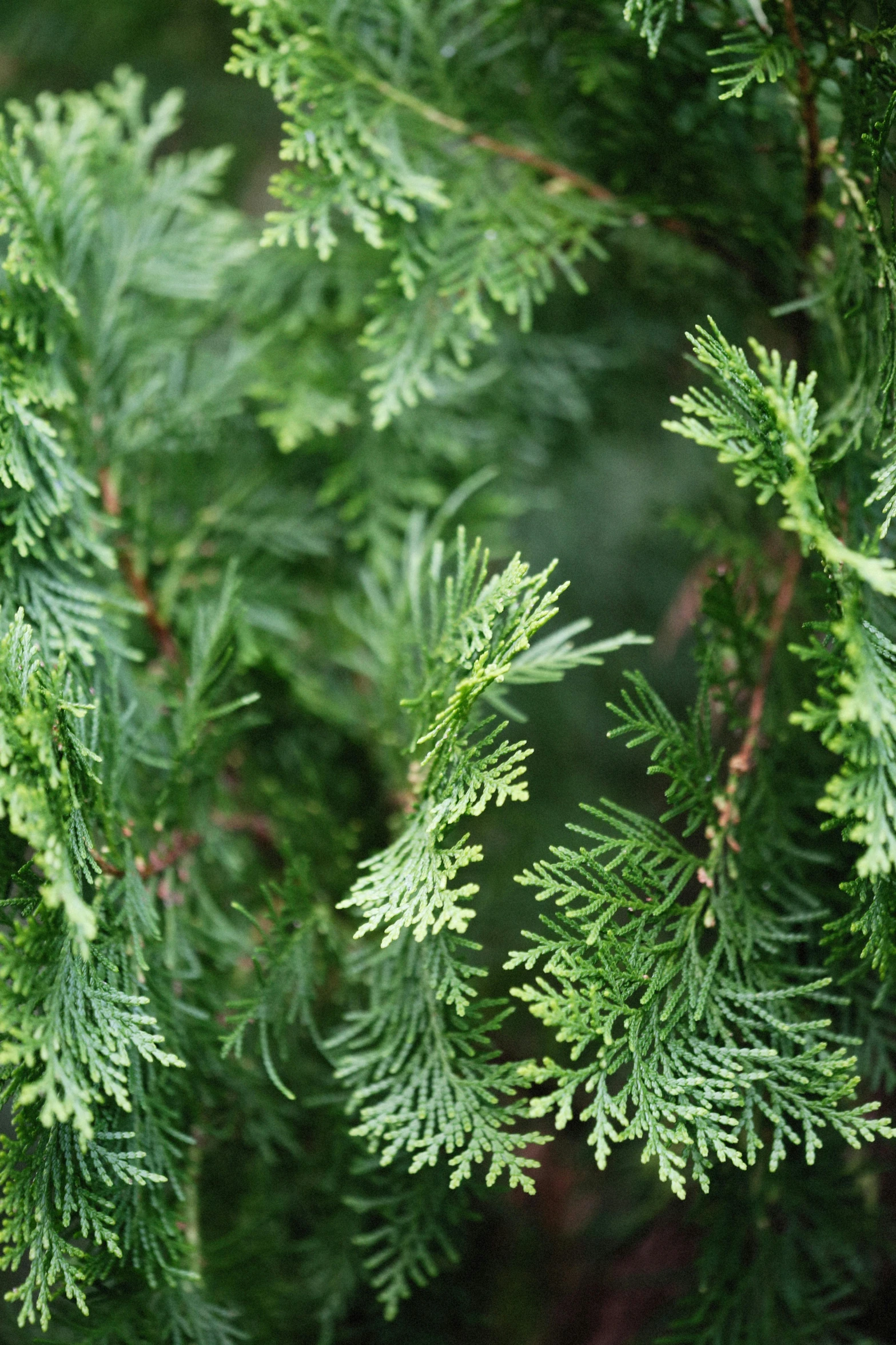 a close up of a tree with green leaves, cypress trees, with ornamental edges, fan favorite, lively irregular edges