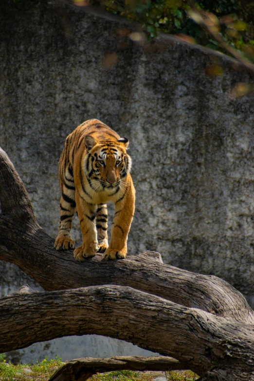 a tiger standing on top of a tree branch, walking towards the camera