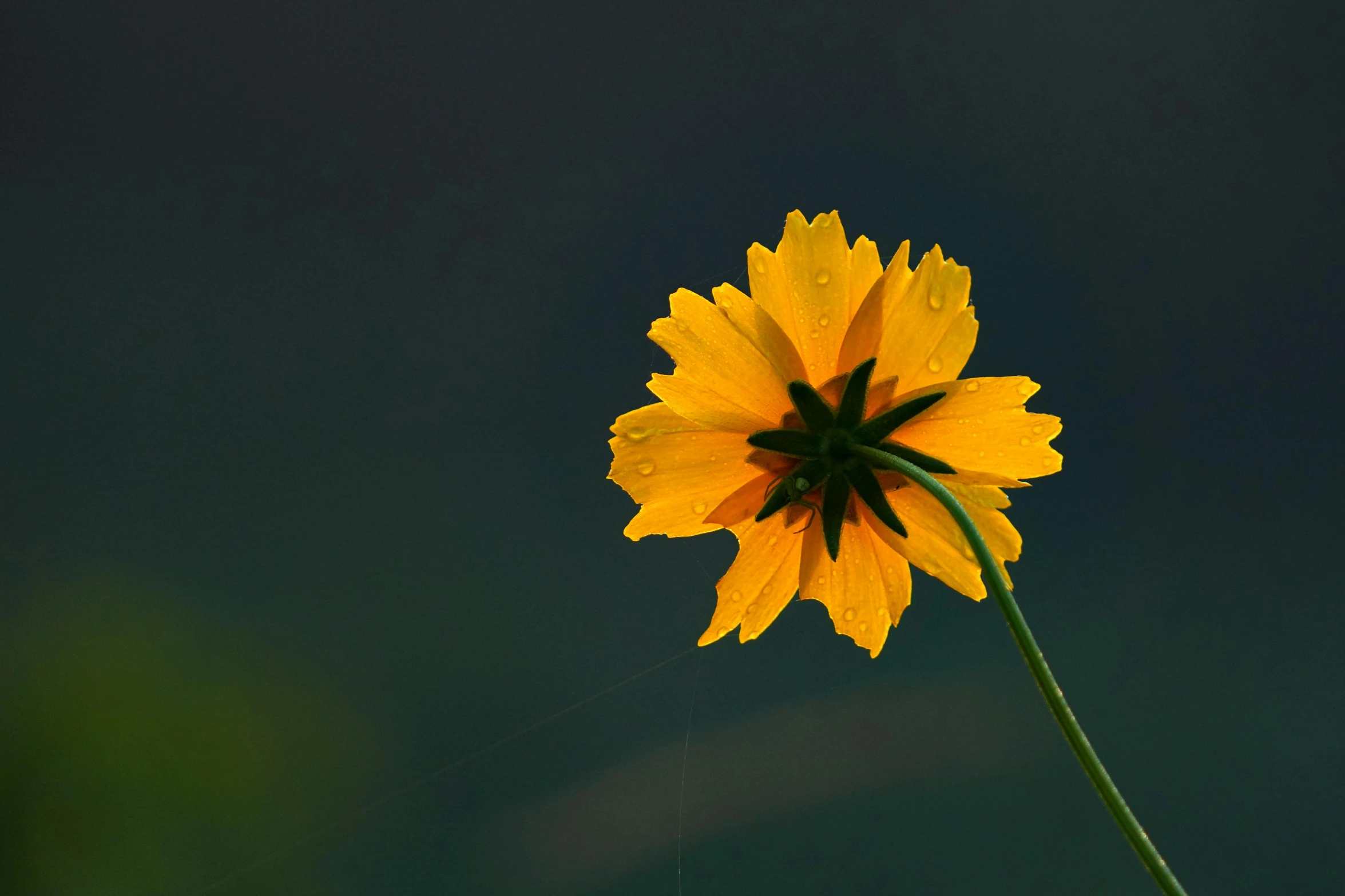 a single yellow flower with water droplets on it, unsplash, paul barson, miniature cosmos, slide show, tall thin