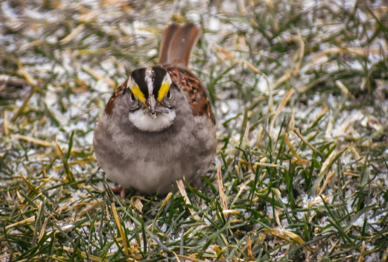 a bird that is sitting in the grass, a portrait, pexels contest winner, freezing, frontal shot, flattened, holiday season