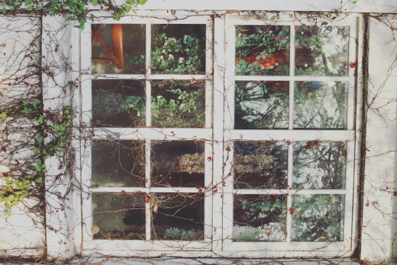 a close up of a window with vines on it, unsplash, photorealism, 1990s photograph, magazine photo, garden at home, collaged