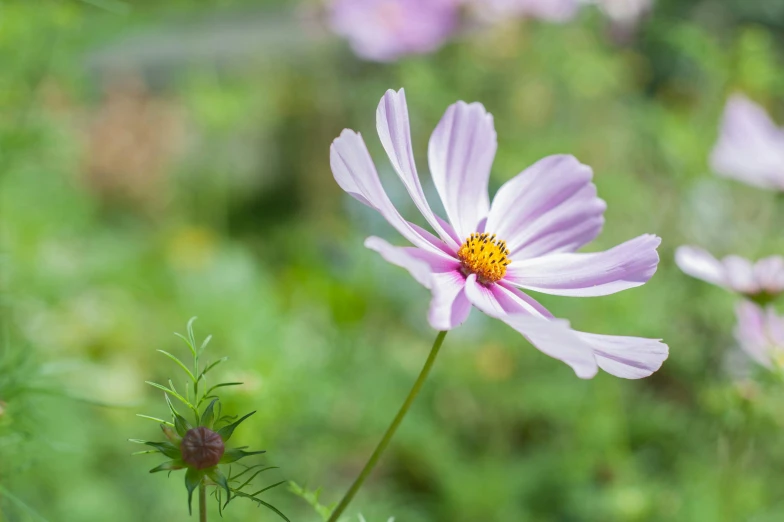 a close up of a flower in a field, unsplash, miniature cosmos, botanic garden, sasai ukon masanao, lavender blush