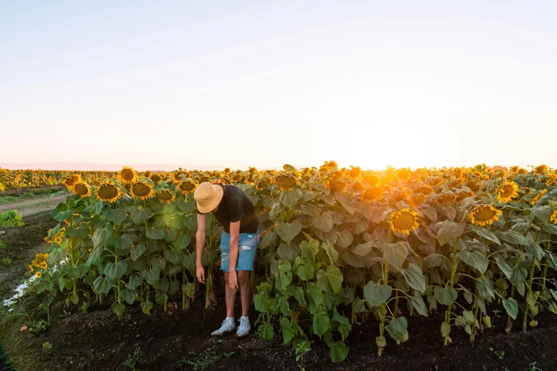 a person standing in a field of sunflowers, by Jessie Algie, unsplash contest winner, on a hot australian day, picking up a can beans, warm glow coming the ground, ayne haag