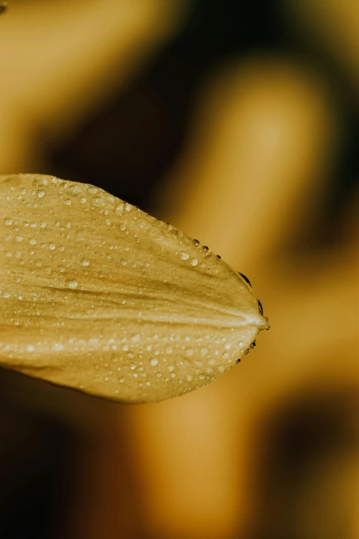 a close up of a flower with water droplets on it, a macro photograph, by David Simpson, unsplash, straw, gold leaves, malt, minimalist