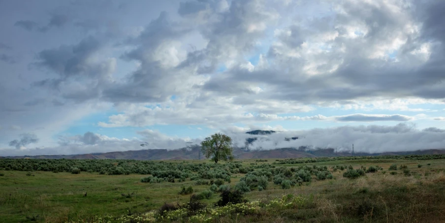 a grassy field with a lone tree in the distance, by Jessie Algie, hurufiyya, covered in clouds, sage, farms, empty remote wilderness