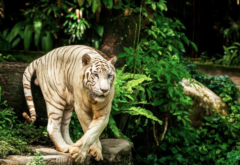 a white tiger walking across a lush green forest, a marble sculpture, pexels contest winner, sumatraism, wearing white clothes, a wooden, nat geo, ((tiger))