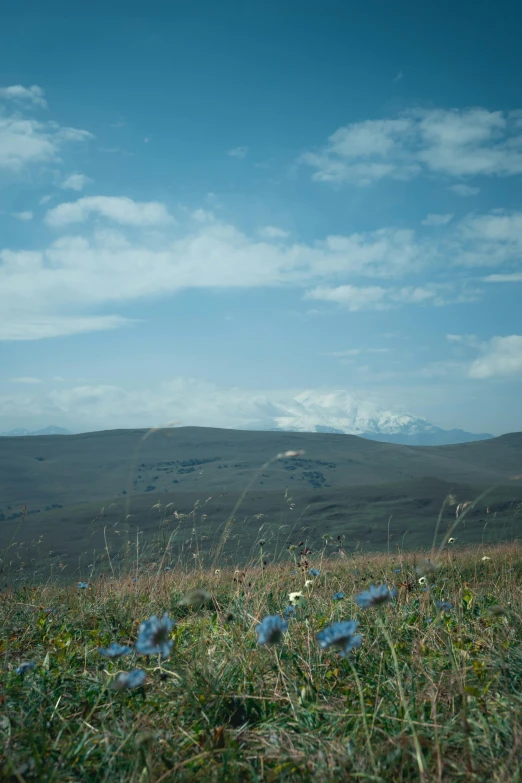 a man flying a kite on top of a lush green field, by Muggur, color field, vast lush valley flowers, photograph 3 5 mm, pamukkale, distant - mid - shot
