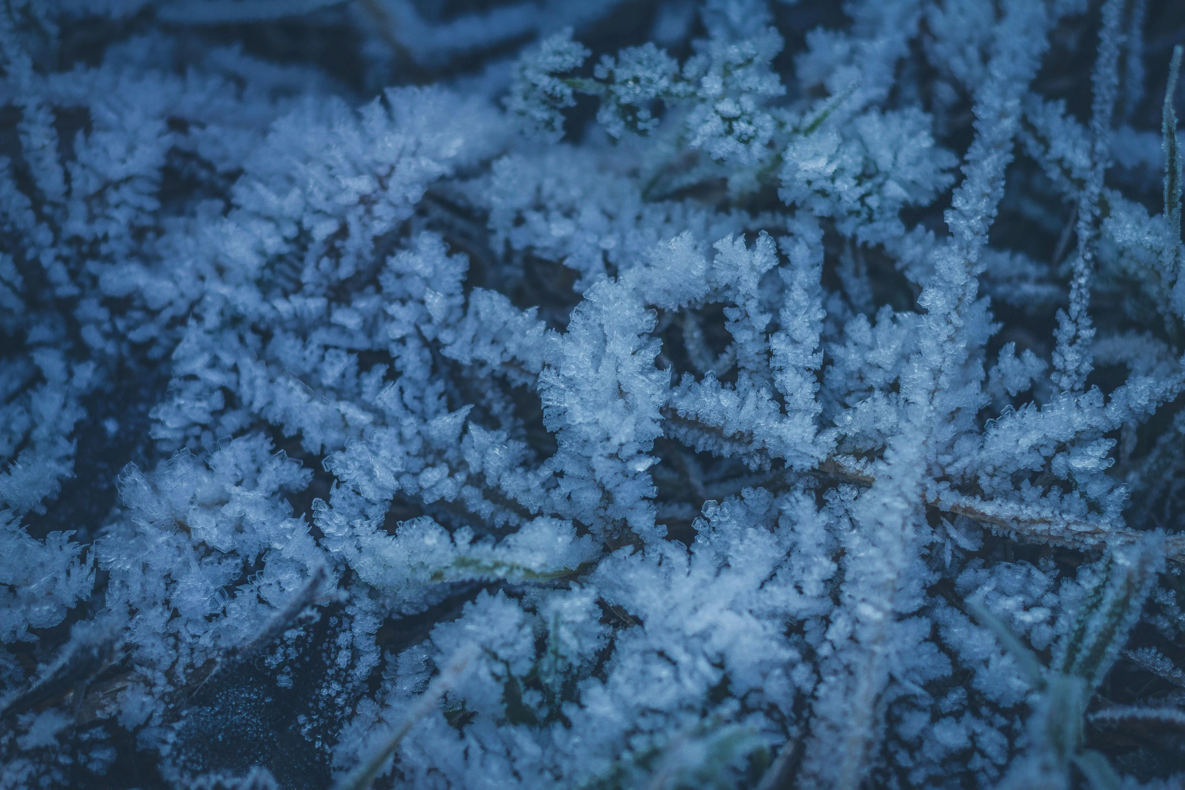 a close up of a plant covered in frost, a microscopic photo, pexels, winter night, thumbnail, full frame image, ground - level medium shot