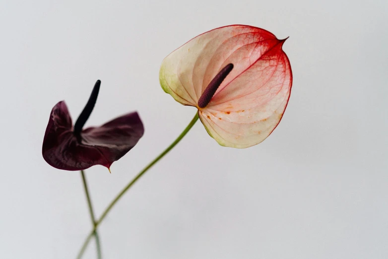 a close up of a flower in a vase, a still life, inspired by Carpoforo Tencalla, unsplash, minimalism, pink and red colors, chinese lanterns, botanical herbarium paper, looking from side