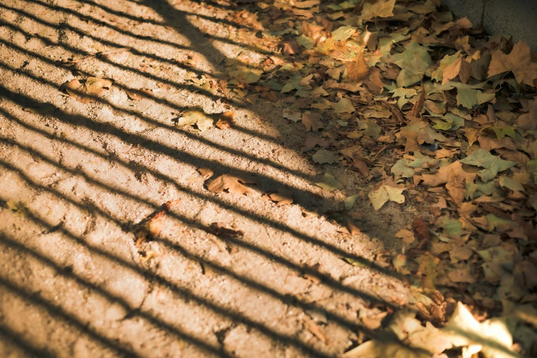 the shadow of a fence on the ground, inspired by Elsa Bleda, unsplash, realism, sun shining through the leaves, stripes, 15081959 21121991 01012000 4k, high - resolution