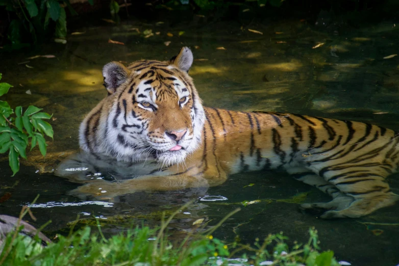 a close up of a tiger in a body of water, sitting at a pond